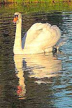 Swans in Termas de Chill�n
