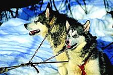 Dogsledding - Termas de Chill�n